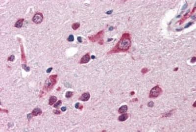 Immunohistochemistry-Paraffin: QSOX2 Antibody [NBP3-14459] - Immunohistochemistry of formalin-fixed, paraffin-embedded human brain, cortex, after heat-induced antigen retrieval.